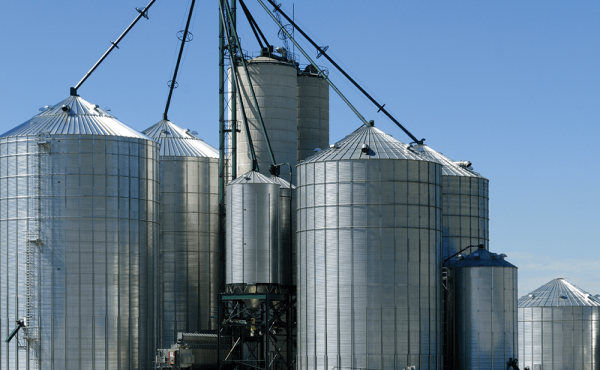 Chameleon_4x4_EX_situ